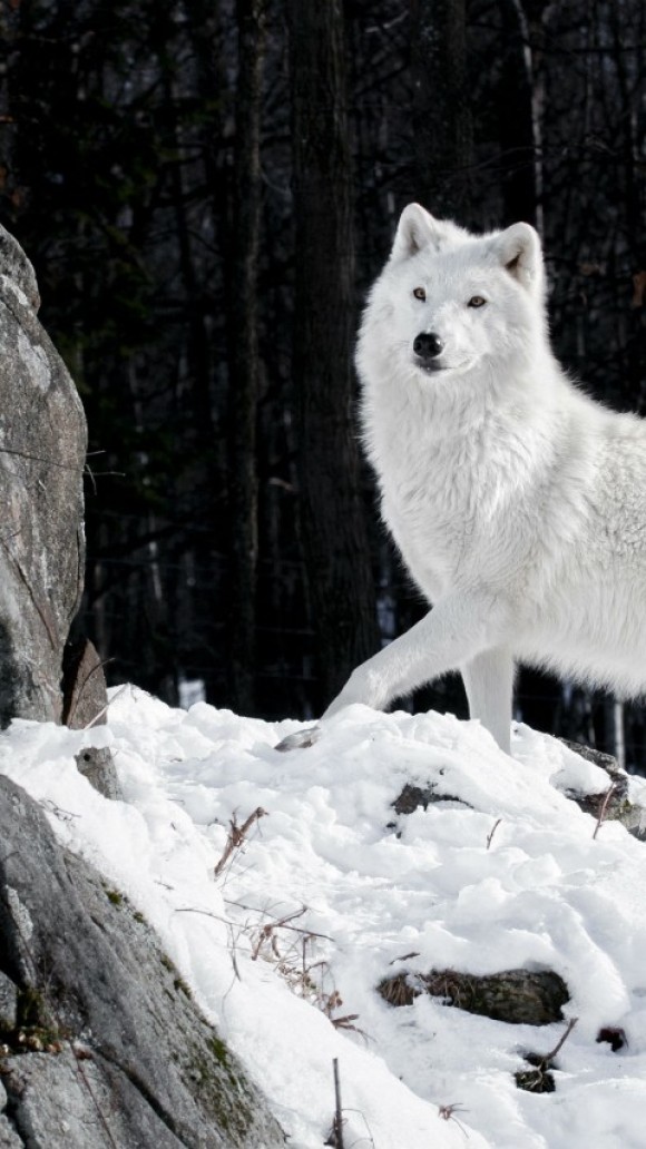 white-wolf-majestic-winter-rock-snow